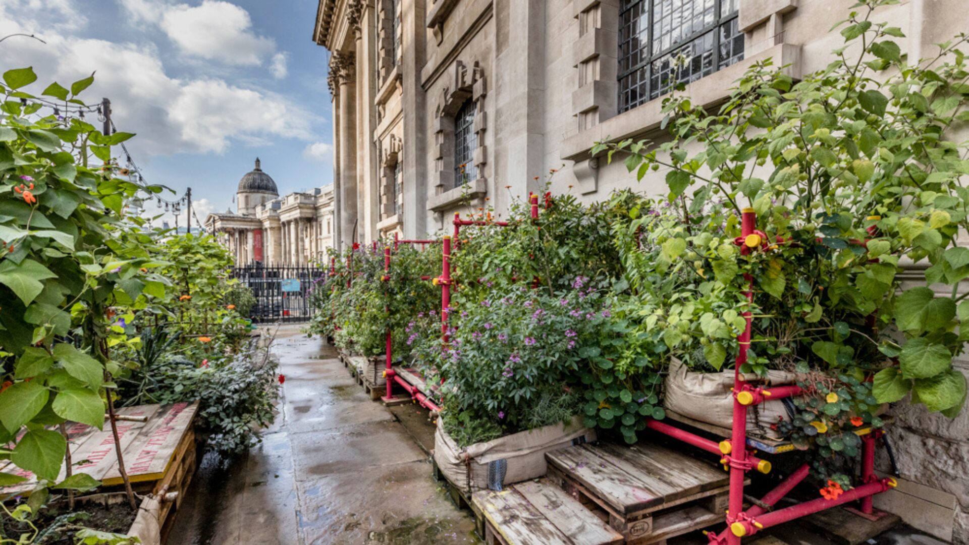 The flourishing courtyard garden at St Martin-in-the-Fields church, with the National Gallery at the background.